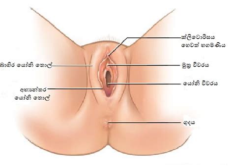 සතවල පවර වදගත වශයය Sex Education in Sinhala