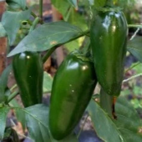 Biker Billy Peppers, Biker Billy Pepper Seeds | Reimer Seeds