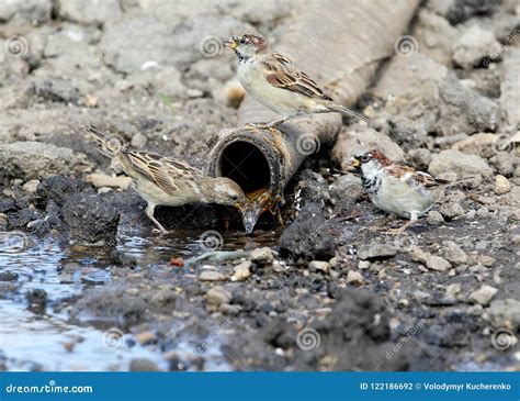 Two Females Of Thes House Sparrow Drink Water Stock Photo Image Of