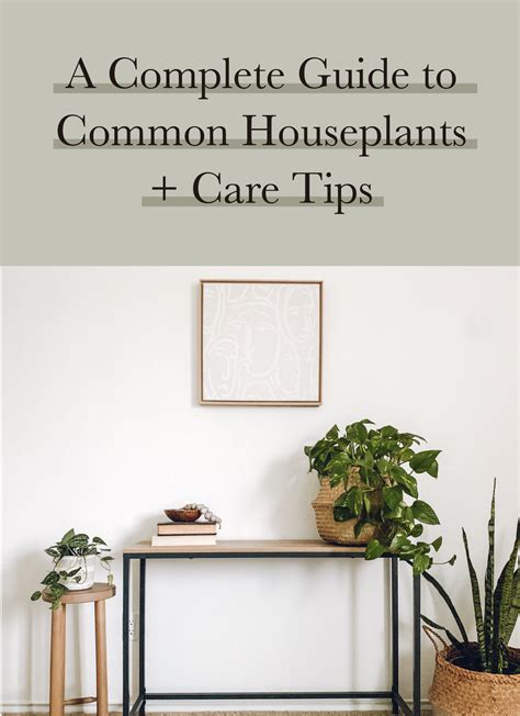 A Complete Guide to Common Houseplants and Care Tips