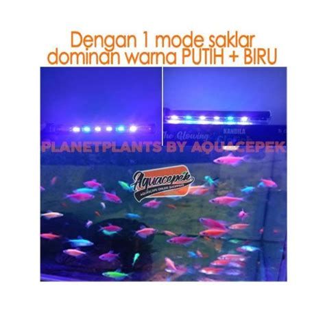 Jual Kandila Lampu Led Glofish Glo View Ikan Glo Fish Glowfish Aquarium