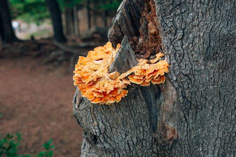 Yellow Mushroom On Tree Laetiporus Sulphureus Stock Photo Image Of
