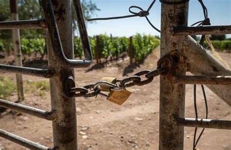 Crece La Preocupaci N De Vi Ateros Por Robos En Las Fincas Uvas