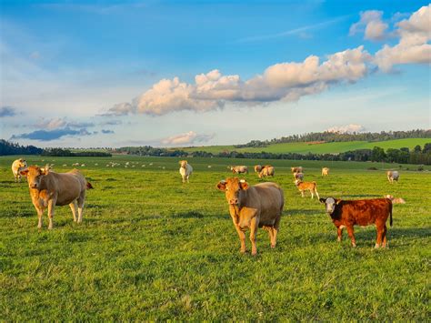 cows  pasture  stock photo public domain pictures