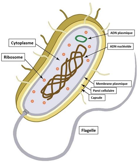 Des Cellules Procaryotes