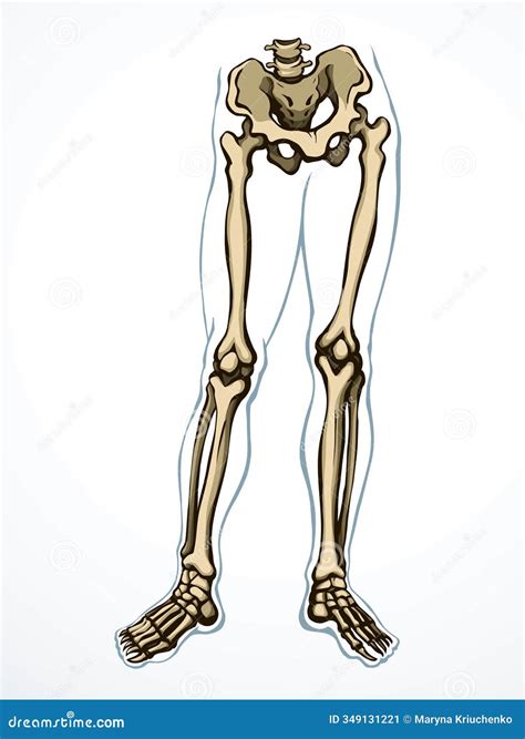Vector Drawing. Bones of the Leg Stock Illustration - Illustration of