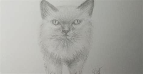 Pencil Drawing and Shading a Cat/ Realistic/Art