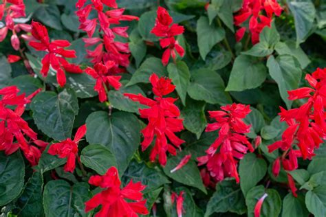 How to Grow and Care for Red Salvia