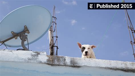 Pipiolo And The Roof Dogs 4