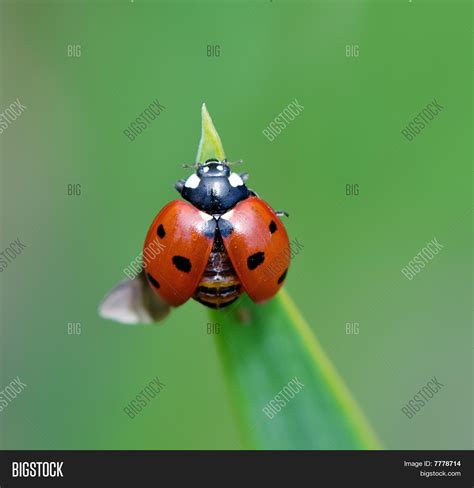 Ladybug Opening Wings Image & Photo (Free Trial) | Bigstock