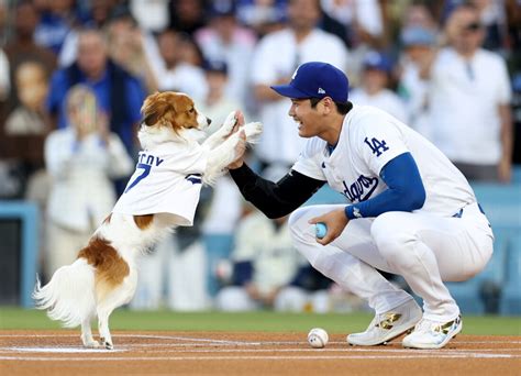 shohei ohtanis dog threw st pitch  dodgers game npr