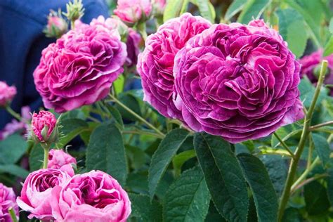 О французской розе: почему так называется, описание сорта розы Jardins ...