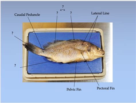 Anatomy Fish Flashcards | Quizlet