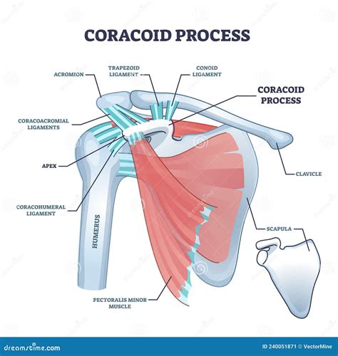 Coracoid Process With Anatomical Osseous Skeletal Structure Outline
