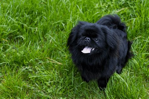 Top 11 Pekingese Breeders In The Us