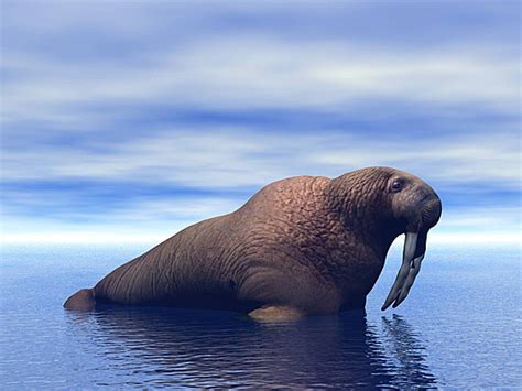 Walrus Theme Image 2 Tusks Looking Snow Vector, Tusks, Looking, Snow