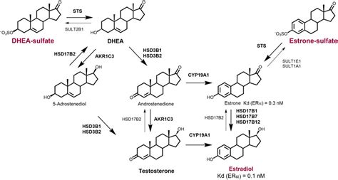 Frontiers Targeting The Formation Of Estrogens For Treatment Of