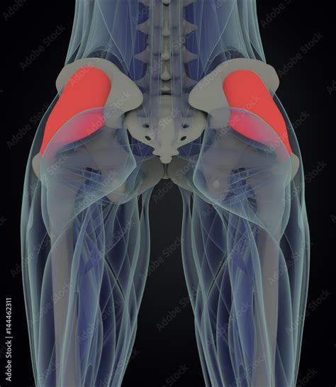 Tensor Fascia Latae Female Anatomy Hip Muscle 3d Illustration Ilustração Do Stock Adobe Stock