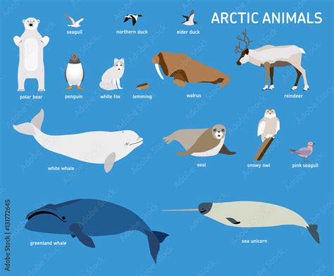 Animals of the Arctic. Vector Set of polar mammals and birds. Flat ...