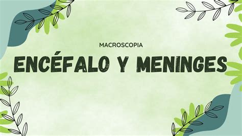 Enc Falo Y Meninges Daniela Espinosa Udocz