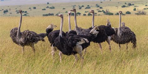 The Maasai Ostrich The Fastest Bird Specie In Kenya Birding In Kenya