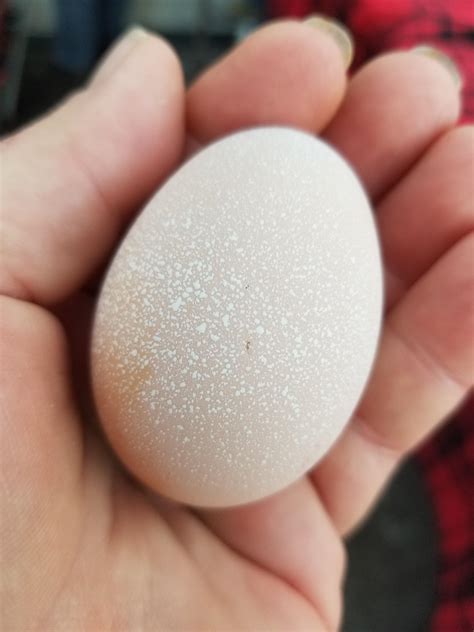 Speckled Chicken Eggs