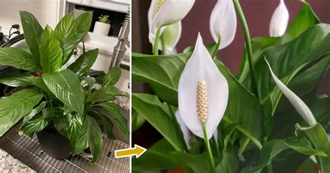 Tips for Year-Round Blooms: Nurturing Your Peace Lily - Home Garden Tips