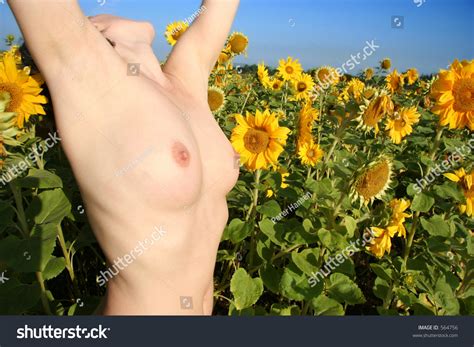 Naked Woman Sunflower Field Arms Over Stock Photo 564756 Shutterstock
