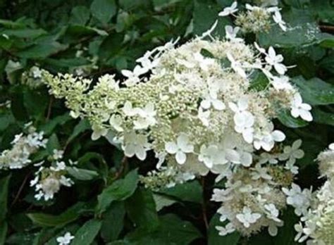 HYDRANGEA Paniculata 'BRUSSELS LACE' - Starter Plant - Approx 5-7 Inch