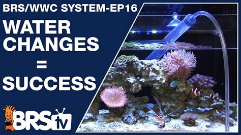 Ep How To Do Water Changes For A Dream Saltwater Tank The Brs Wwc