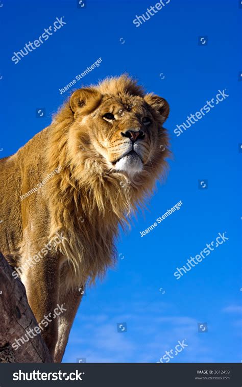 Lions On A Ledge Over 319 Royalty Free Licensable Stock Photos