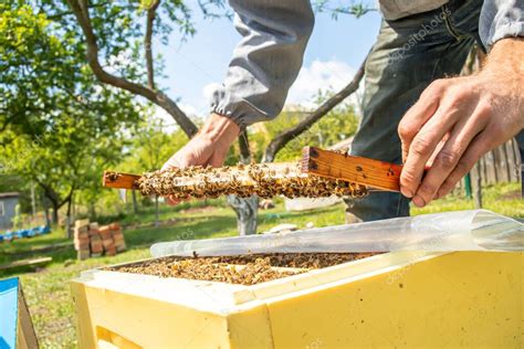 Colmenar Con Abejas Reina Listo Para Salir A La Cr A De Reinas De