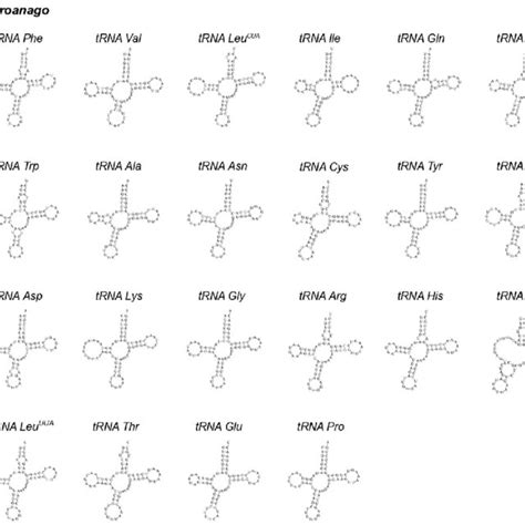 The cloverleaf structure of 22 tRNAs in the mitochondrial genome of A.... | Download Scientific ...