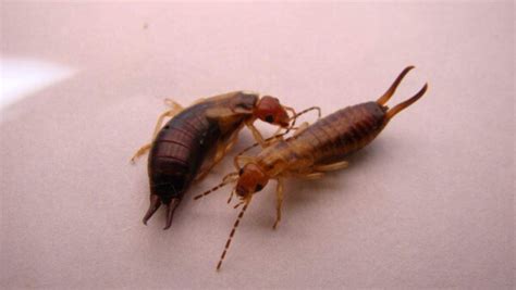 earwigs bite         pictures