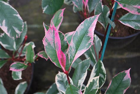 Photinia Pink Marble. Shrubs for Sale UK. Letsgoplanting.co.uk