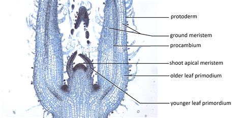 Root Apical Meristem And Shoot Apical Meristem