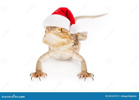 Bearded Dragon Wearing Santa Hat Stock Photo - Image of holiday ...