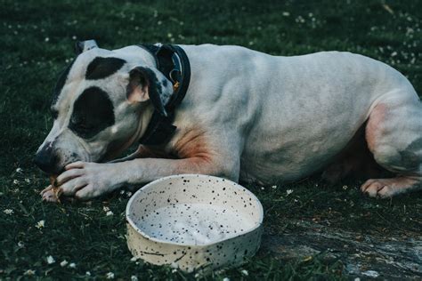 Gu A Completa C Mo Elegir El Mejor Alimento Para Tu Mascota Consejos