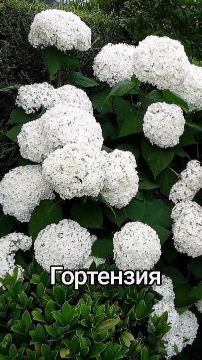 Лучшие растения для тени и полутени. Топ 10! #shorts - YouTube