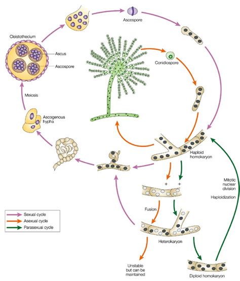 Aspergillus Flavus Life Cycle