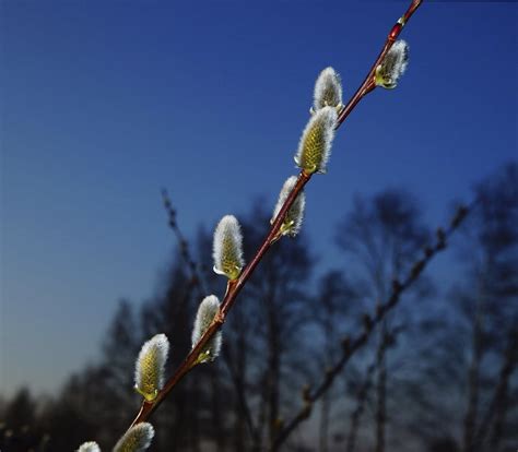 Pussy Willows Images Free Photos Png Stickers Wallpapers Backgrounds Rawpixel
