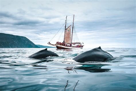 Husavik Hour Whale Watching Tour On Traditional Sailing Ship