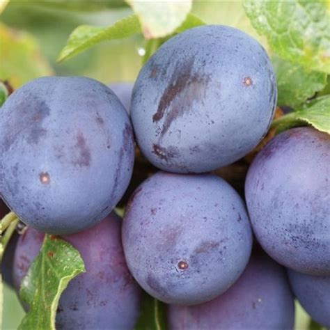 Слива поздний сорт Хаганта