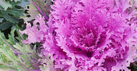 How To Grow Ornamental Flowering Kale Gardeners Path