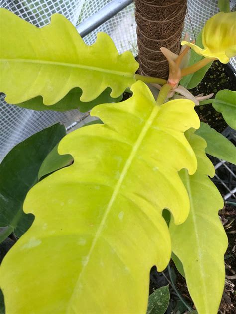 Shady Grove Greenhouse