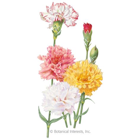 Carnation Chabaud Blend Carnation Seeds Heirloom Sustainable Organic Q8