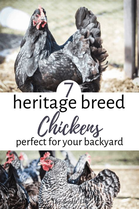 Heritage Chicken Breeds For Your Homestead Heritage Chicken Breeds