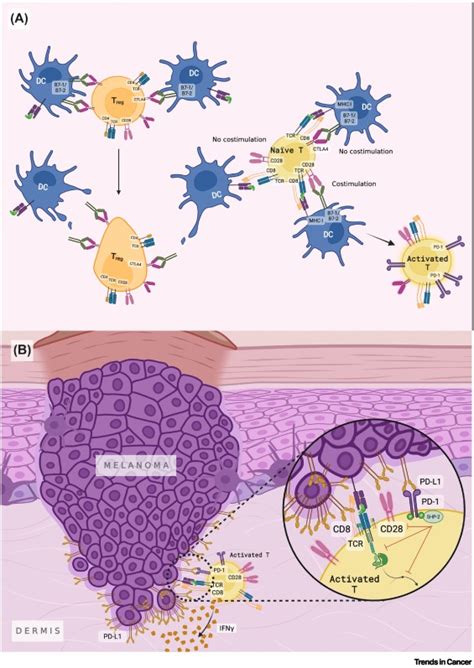 Immune Mechanisms Of Toxicity From Checkpoint Inhibitors Trends In Cancer