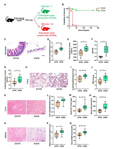 Cell Rep Med：南方医科大学刘克玄团队揭示肠道菌群代谢物影响肠源性脓毒症的易感性 丁香实验