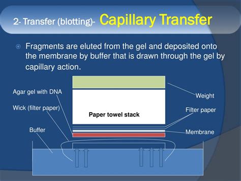 Ppt Blotting Techniques Powerpoint Presentation Free Download Id